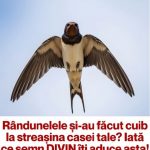 Rândunelele și cuiburile lor pe streașină: simbol al norocului, prosperității și protecției